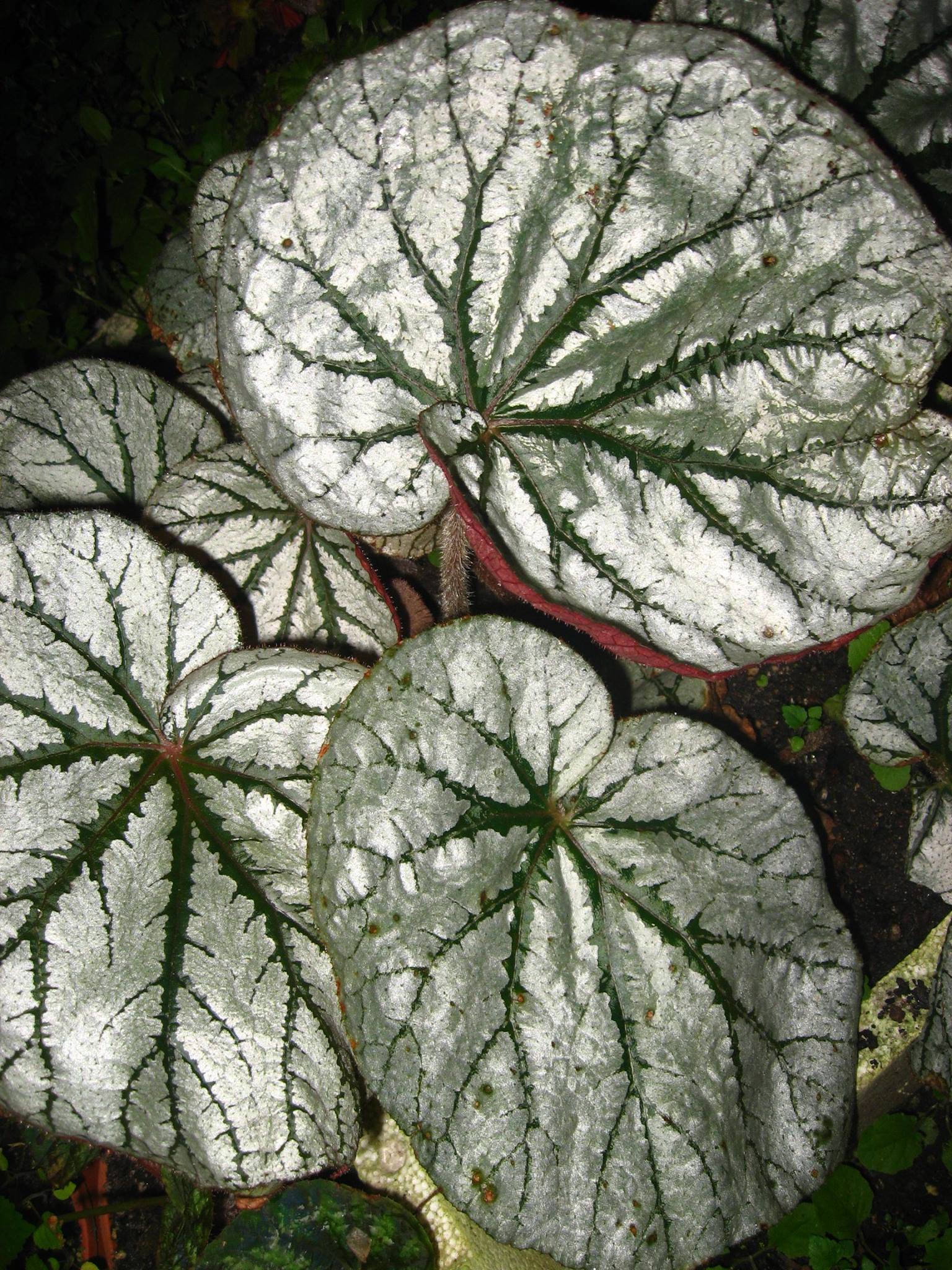 B. ‘Eden Lassie’